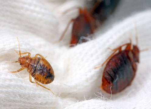 Bed Bug Prevention